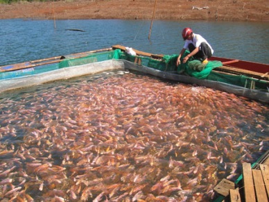 Dong Thap: Farming red tilapia under GlobalGap