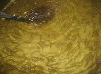 Mekong Delta produces successfully fish seed  