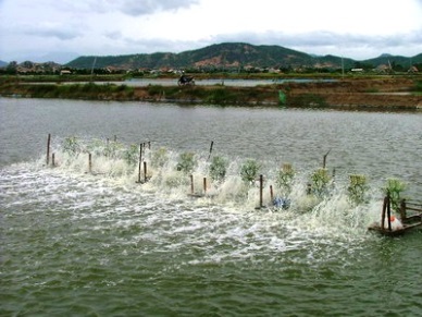 Ca Mau developing fishery sustainably