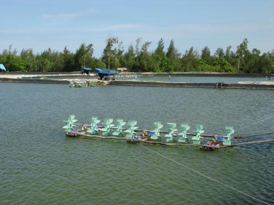 Ca Mau striving for seafood production of 530,000 tons in 2016