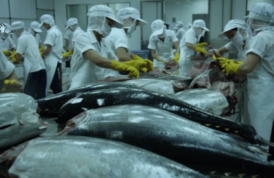 Canada – a new destination for Vietnam tuna exporters