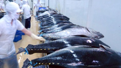 Tuna exports to Italy spiking 428%