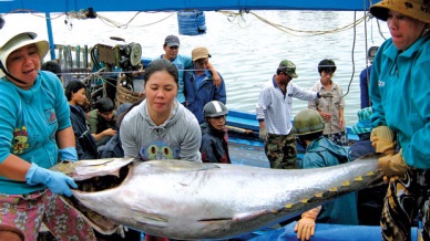 Vietnam tuna exports to Spain recovers