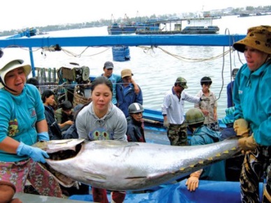 Vietnam’s fish catch up 3.1% in Jan-Jun 2016