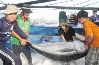 Fishermen earn good tuna profits