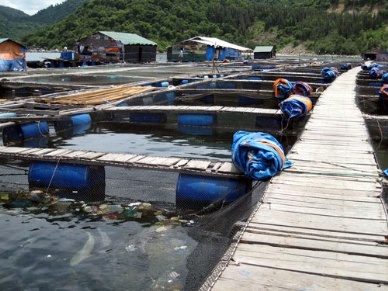 Khanh Hoa eyes 24,540 MT of aquaculture production in 2013