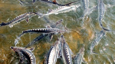 Inspectors to target illegal imports of seafood products