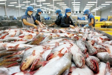 Nov 2016: Soar in Vietnam’s pangasius sales to Singapore 