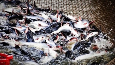 Pangasius exports to Malaysia went up by 23.6%