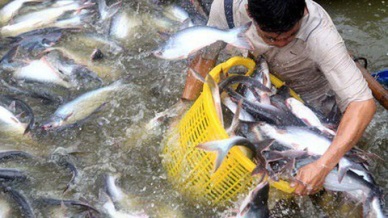 Pangasius exports to the US to decline