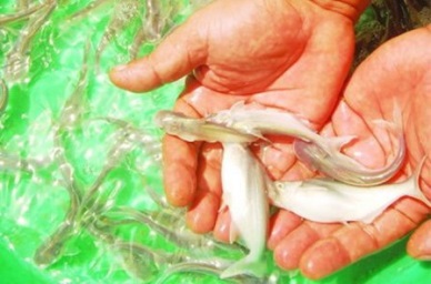 Dong Thap produced 125.6 million of pangasius seeds 