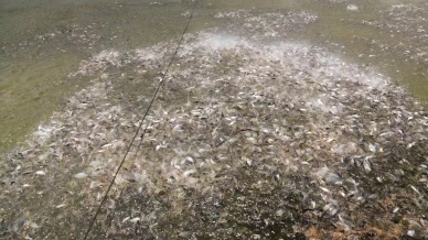 Jan-Aug 2016: A 1.2% rise in Vietnam aquaculture output 