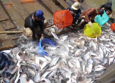 Vietnam promotes aquaculture, fishery at Algeria’s int’l fair
