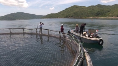 The model of capability improvement of Vietnam marine fish culture