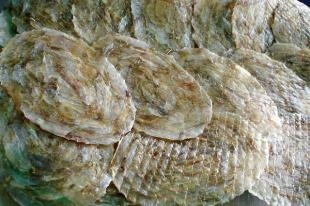 Cagico’s dried leather fish welcomed in South Korea