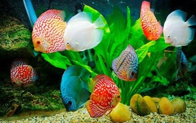 Ho Chi Minh City boosts ornamental fish exports