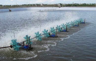Potential for shrimp supply of Vietnam: Opportunities and challenges