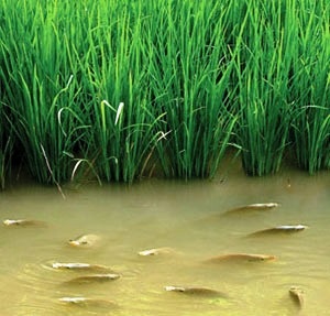 Vinh Long: fish farming in 18% of the area of rice fields