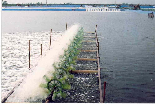 Ca Mau to intensify planning industrial shrimp farming 
