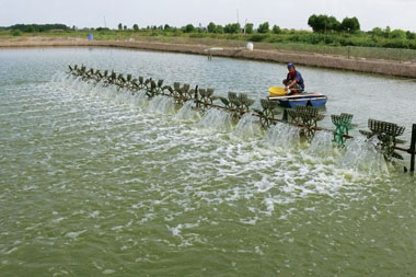 Ca Mau: Industrial shrimp farming area increased