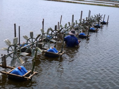 Ca Mau to increase shrimp farming area 