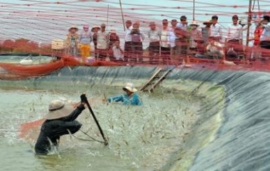 Ca Mau applied new technology in shrimp farming