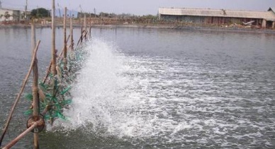 Can Tho: Seafood processing is a cutting-edge sector