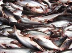 Can Tho promotes sustainable aquaculture development