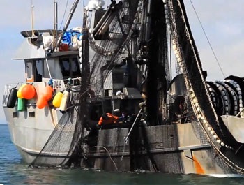 Canada: Seafood exports grew in 2013