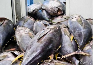 Germany is still a potential market of Vietnam tuna