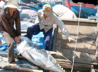 Vietnam tuna industry faces challenges in 2013