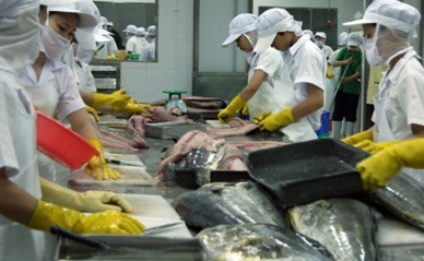 Japan to process tuna in Phu Yen