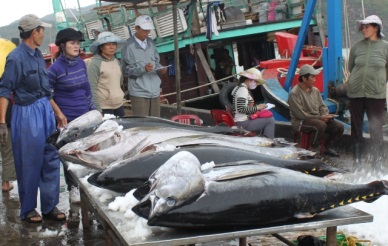 Khanh Hoa striving to raise tuna exports