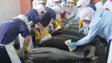 Binh Dinh continued high quality tuna export to Japan 