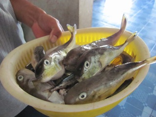 Phu Yen cooperates with Korea to purchase and process puffer fish