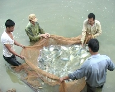 Vietnam exports 20,000 tilapia broodstock to South America