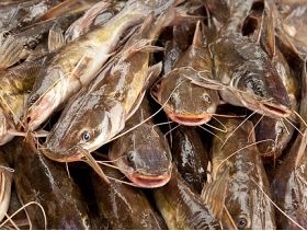 Fish farmers in Lagos lament low production of fingerlings