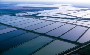 House Ag Committee Votes to Repeal USDA Catfish Inspection 