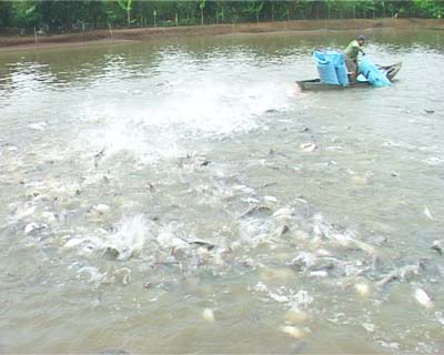 Dong Thap province: 64 percent of pangasius farming area is operated by enterprises