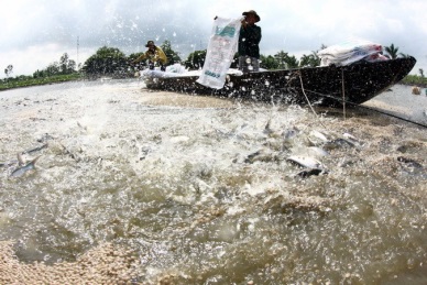 Can Tho: Superficies for fish farming up over 72 percent
