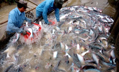 Mekong Delta seeks ways for greener Tra fish industry