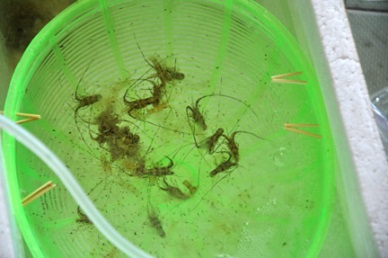 Central fishermen harvest young lobsters