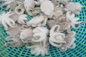 Vietnam cephalopod exports to the U.S. rise over 30%