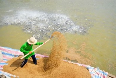 Circular 36/2012/TT-BNNPTNT: Promulgating the amending and supplementing list of aquatic feeds permitted to circulate in Vietnam.