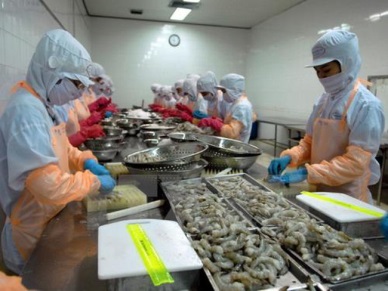 Positive sign for Vietnam’s shrimp exports to Australia 