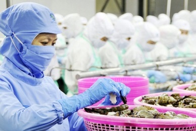 Vietnamese shrimp exports reversed to rise in July 2019