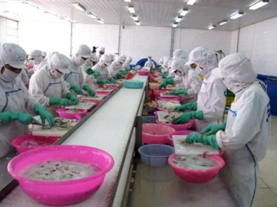 VN cephalopod exports to touch US$80 million in QI/2017