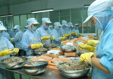 EU remains the largest buyer of Vietnamese shrimp