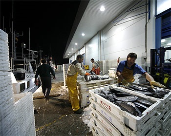 Chile: Seafood landings continue to fall