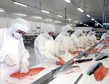 Chile: Salmon exports up 21pc